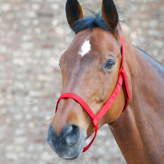 Waldhausen Grazing Halter #colour_red