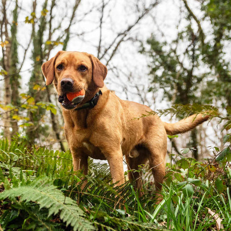 Mountain Paws Dog Tennis Balls