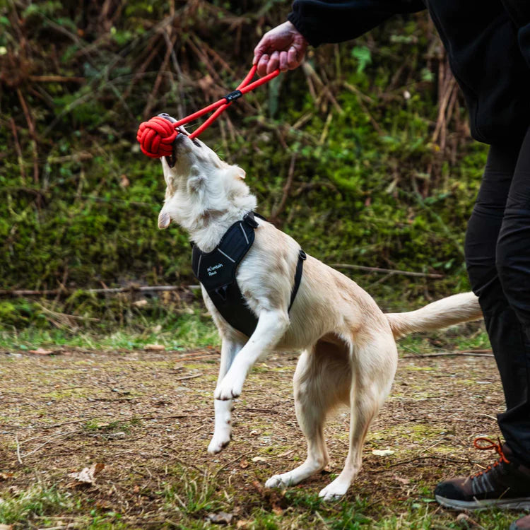 Mountain Paws Ball Chew Rope Dog Toy #colour_orange
