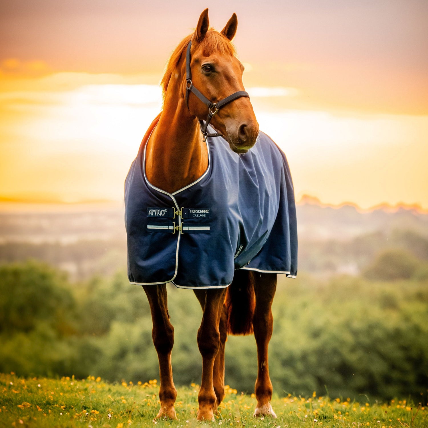 Horseware Ireland Amigo Ripstop 900D Pony 0g Turnout Rug #colour_witney-navy