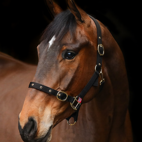 Equi-Sential Nylon Clip Headcollar #colour_black