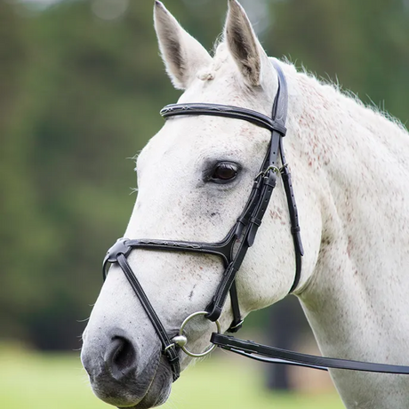 Shires Avignon Grackle Bridle #colour_black