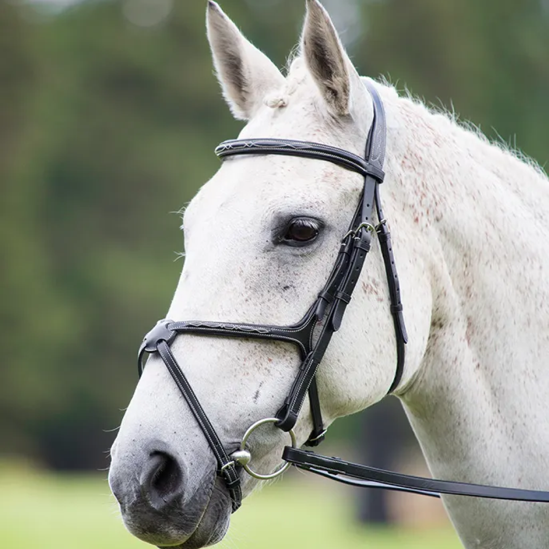 Shires Avignon Grackle Bridle #colour_black