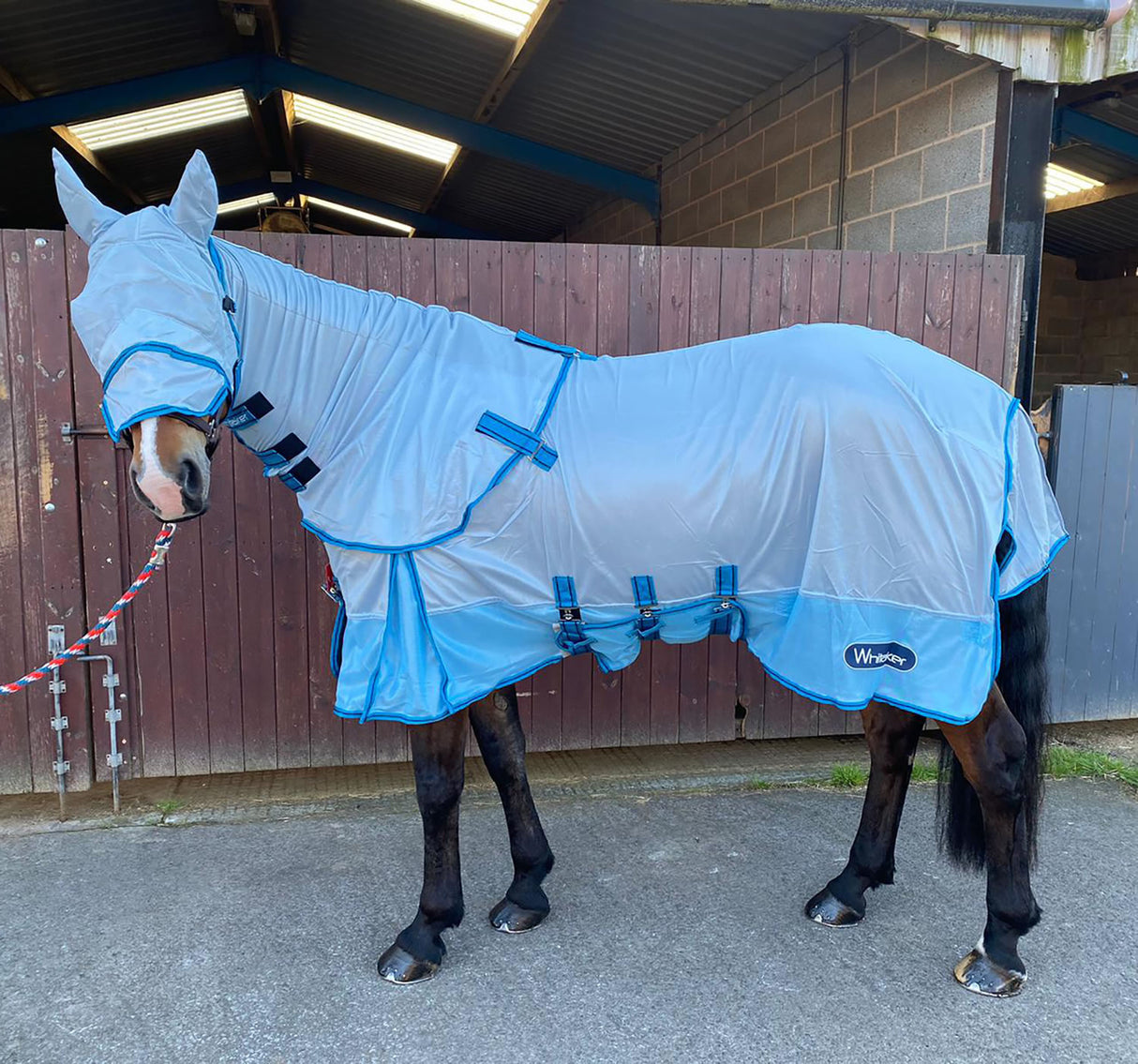Whitaker Airton Fly Rug #colour_light-blue