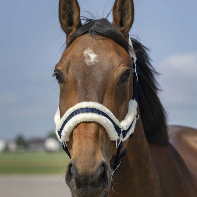 Equitheme Nylon Mouton Headcollar #colour_navy-white