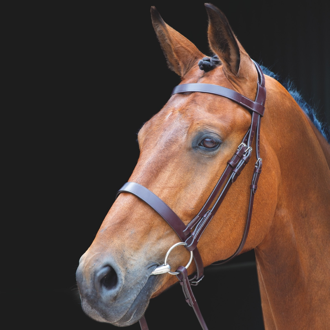 Shires Salisbury Berrington Bridle #colour_australian-nut