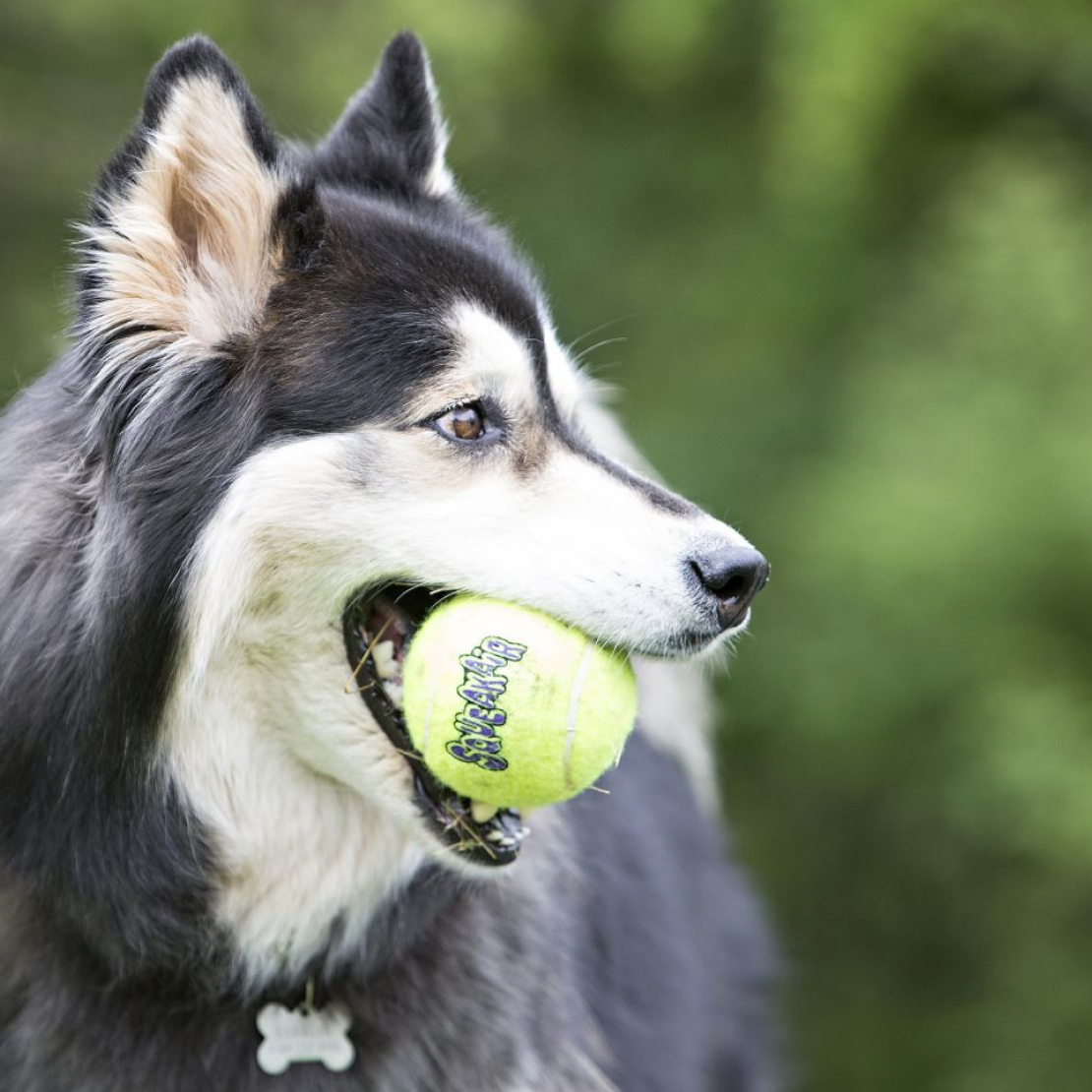 KONG SqueakAir Ball avec corde