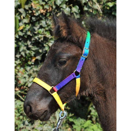 HKM Shetland-Pony-Halfter
