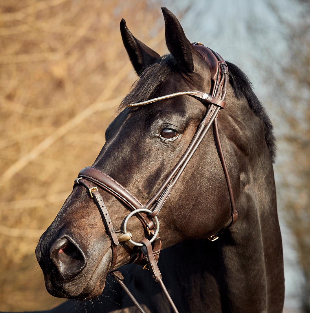 Finesse Himalaya Flash Bridle #colour_brown-brown-gold