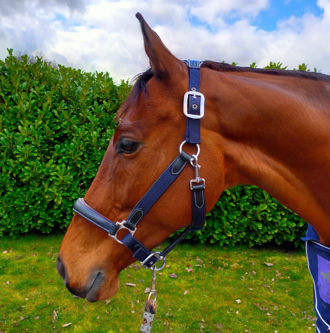 KM Elite Leather Webbing Headcollar #colour_navy-black