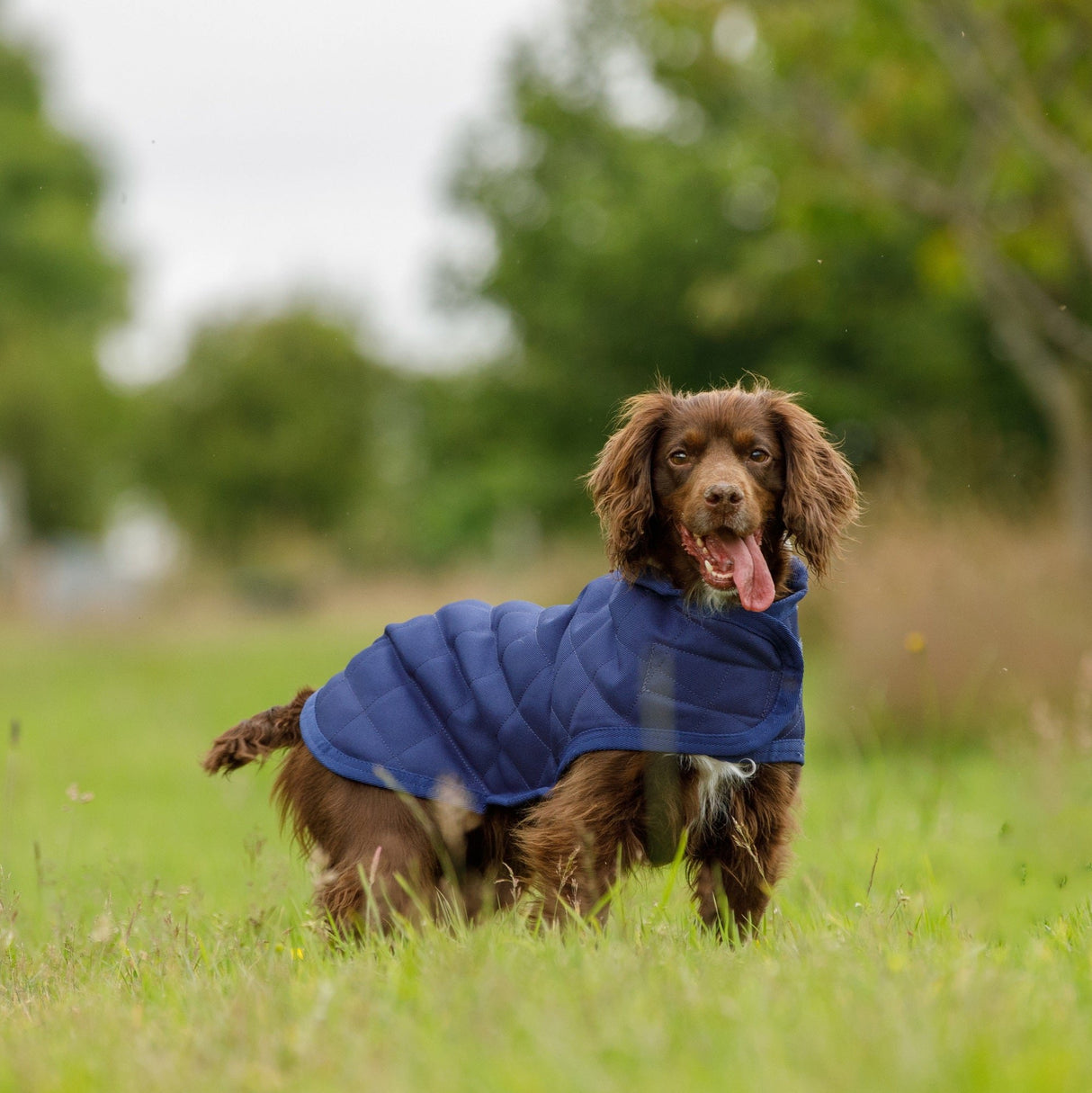 Weatherbeeta Comfitec Deluxe Diamond Quilt Dog Coat #colour_navy