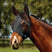 Weatherbeeta Comfitec Deluxe Stretch Fly Mask With Ears #colour_black-black