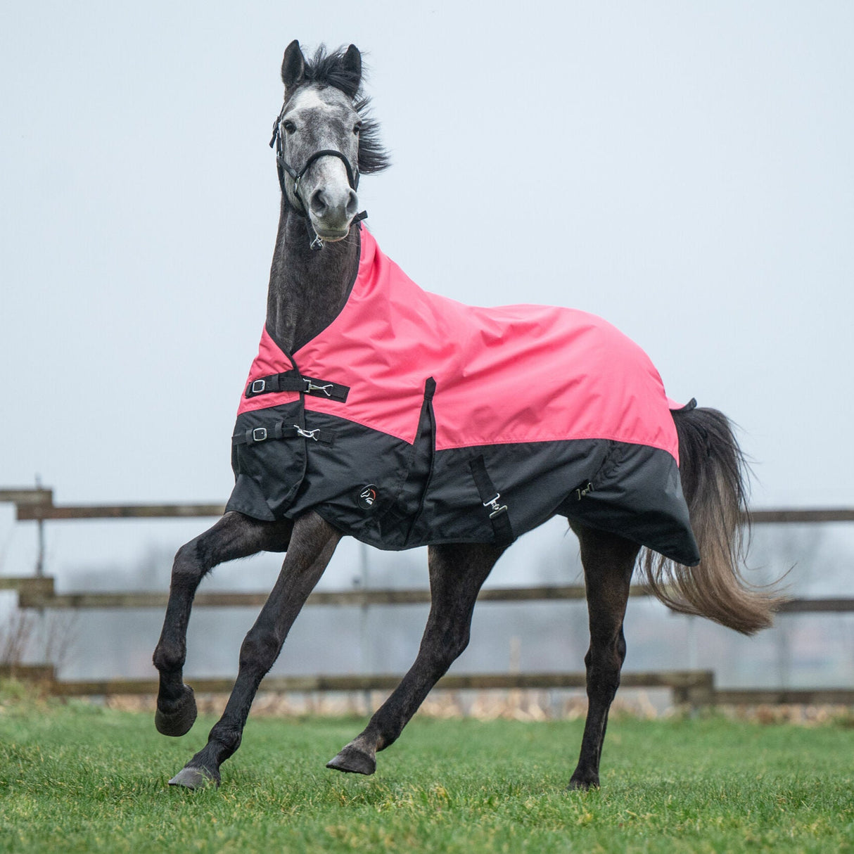 HKM 600D 100g Highneck Rug -Norwich- #colour_coral-black