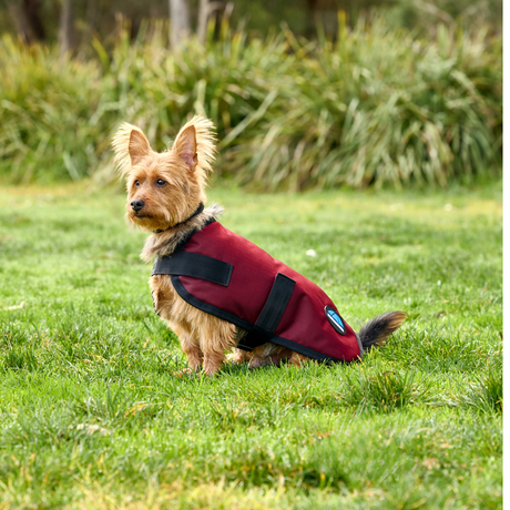 Weatherbeeta Comfitec Classic Waterproof Dog Coat #colour_burgundy