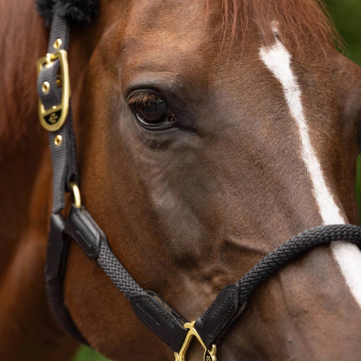 Covalliero Anniversary Headcollar #colour_graphite
