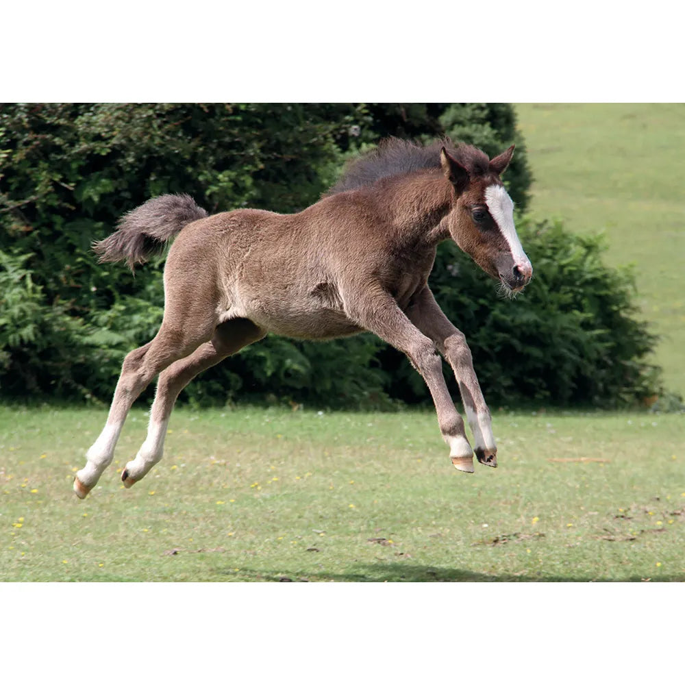 Kevin Milner Countryside Cards #style_new-forest-foal