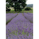 Kevin Milner Countryside Cards #style_lavendar