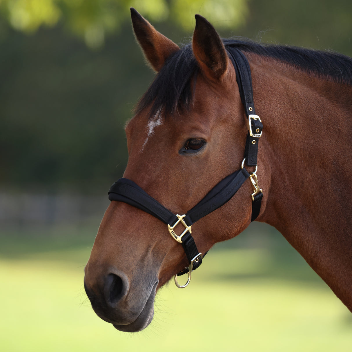 Shires ARMA Padded Headcollar #colour_black