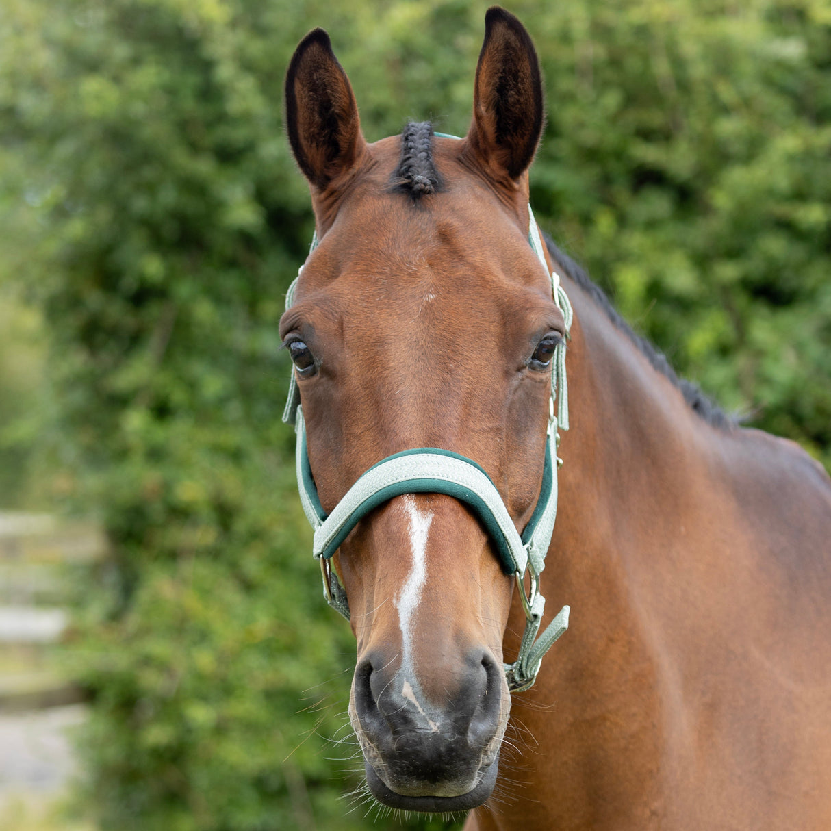 Hy Equestrian Mermaid Shimmer Head Collar and Lead Rope Set #colour_mint-green