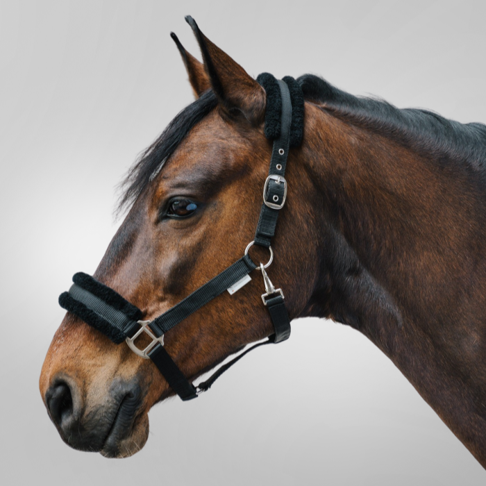 Waldhausen First Halter #colour_black