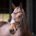 Shires Velociti Lusso Elite Grackle Bridle #colour_havana
