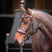 Shires Velociti Lusso Elite Padded Cavesson Bridle #colour_havana