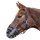 Waldhausen Muzzle #colour_black