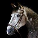 Whitaker Rome Bridle With Reins #colour_havana