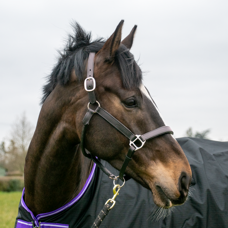 Licol rembourré en cuir GS Equestrian