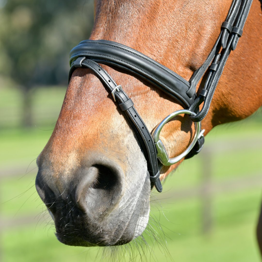 Collegiate Comfitec Opulux Plain Padded Hanoverian Flash Bridle #colour_black