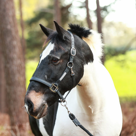 Equilibrium Stellar All-Weather Safety Headcollar #colour_black