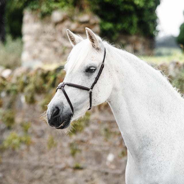 Mackey Classic Mexican Grackle Noseband #colour_black