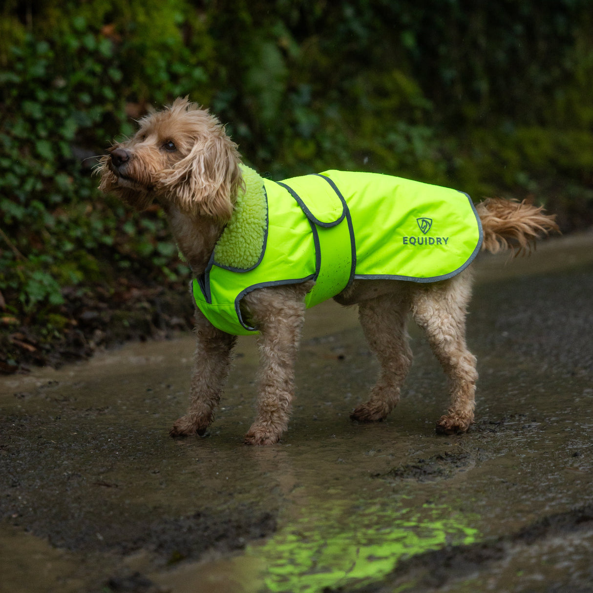 EQUIDRY Hi Vis Dog Coat