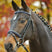 Waldhausen Star Diamond Bridle #colour_blue