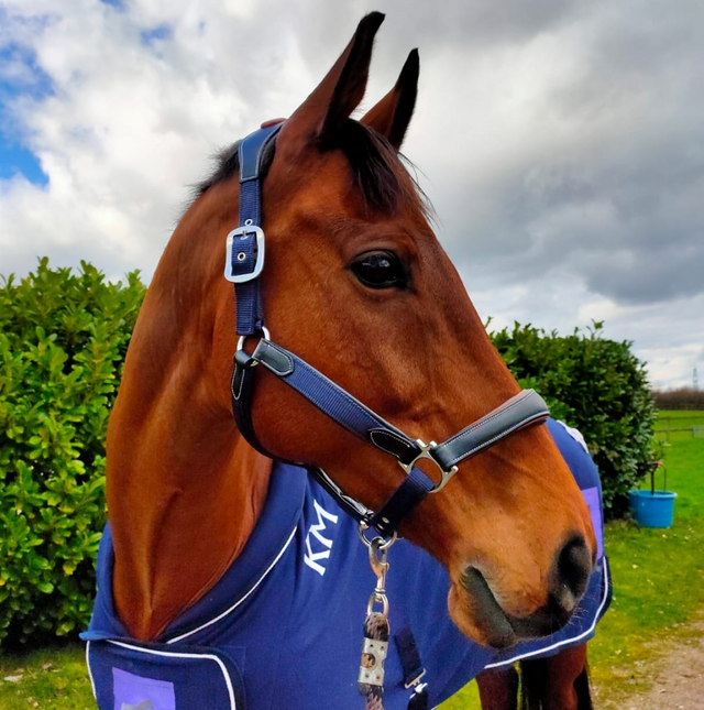 KM Elite Leather Webbing Headcollar #colour_navy-black